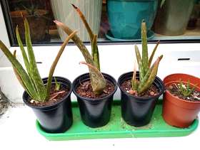 Freecycle Small Aloe Vera plants