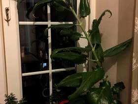 Freecycle Mother of Millions Plant