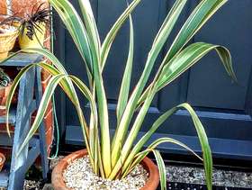 Freecycle Phormium in a terracotta pot