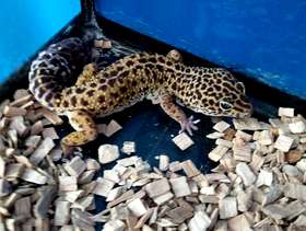 Freecycle Leopard gecko