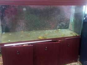 Freecycle Aquarium