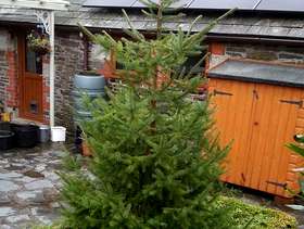 Freecycle Christmas Tree - with roots