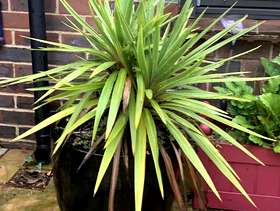 Freecycle Palm tree
