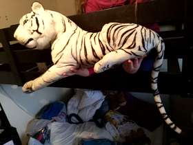 Freecycle Snow leopard
