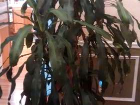 Freecycle Dracaena plant