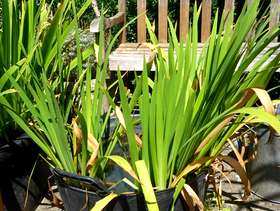 Freecycle White iris - pond marginal