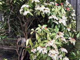 Freecycle Large mature Andromeda bush (pieris japonica)