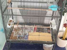 Freecycle Canaries