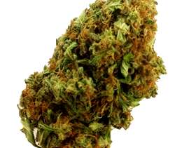 Freecycle Mango Haze