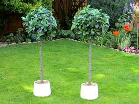 Freecycle Artificial trees