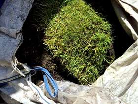 Freecycle Lawn Turf
