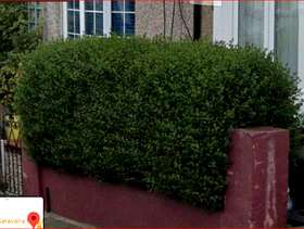 Freecycle Privet Hedge,
