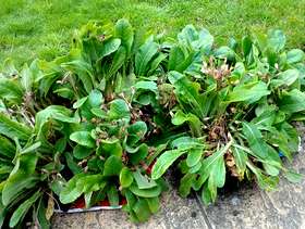 Freecycle Primula, red flowers in Benson
