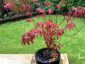 Freecycle Acer tree