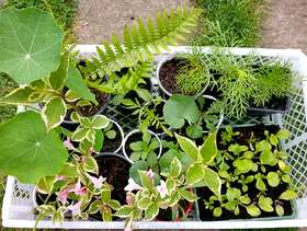 Freecycle Various small flowering plants