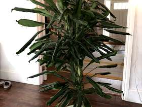 Freecycle Dracaena indoor plant