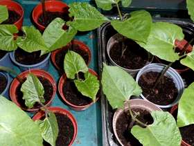 Freecycle Runner bean plants - 2 for £1.00