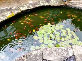 Freecycle Goldfish