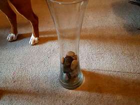 Freecycle Glass case