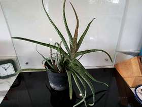 Freecycle Aloe Vera plant.