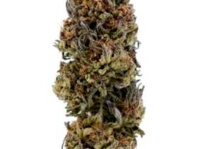 Freecycle Blueberry Kush