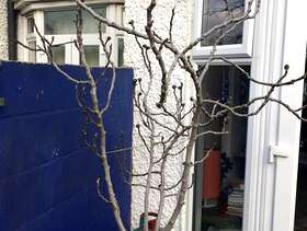 Freecycle Fig tree that needs a proper home