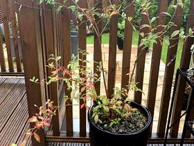 Freecycle Blueberry bush