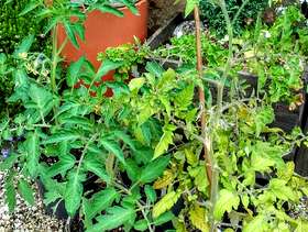 Freecycle Large tomato plants