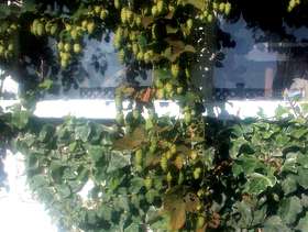 Freecycle Hops