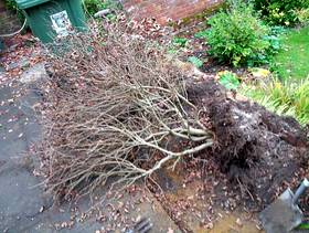 Freecycle LILAC Bush 4ft high approx
