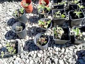 Freecycle Alpine Strawberry Plants