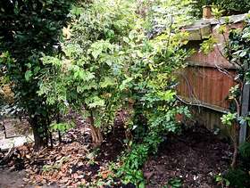 Freecycle Nice tree needs a new home